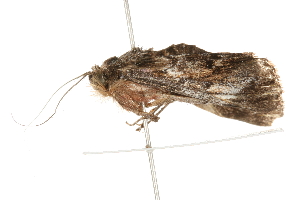  ( - 09-NSWHH-0523)  @12 [ ] CreativeCommons - Attribution (2010) CBG Photography Group Centre for Biodiversity Genomics