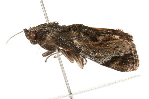  ( - 09-NSWHH-0525)  @12 [ ] CreativeCommons - Attribution (2010) CBG Photography Group Centre for Biodiversity Genomics