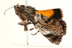  ( - 09-NSWHH-0456)  @12 [ ] CreativeCommons - Attribution (2010) CBG Photography Group Centre for Biodiversity Genomics