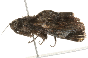  ( - 09-NSWHH-0613)  @12 [ ] CreativeCommons - Attribution (2010) CBG Photography Group Centre for Biodiversity Genomics