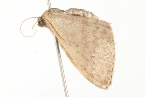  ( - 09-NSWHH-1090)  @12 [ ] CreativeCommons - Attribution (2010) CBG Photography Group Centre for Biodiversity Genomics