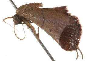  ( - 09-NSWHH-1328)  @12 [ ] CreativeCommons - Attribution (2010) CBG Photography Group Centre for Biodiversity Genomics