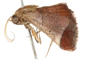  ( - 09-NSWHH-1419)  @12 [ ] CreativeCommons - Attribution (2010) CBG Photography Group Centre for Biodiversity Genomics