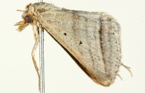  ( - BIOUG00945-C08)  @13 [ ] CreativeCommons - Attribution (2011) CBG Photography Group Centre for Biodiversity Genomics