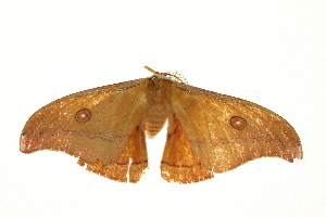  ( - BIOUG00961-A08)  @12 [ ] CreativeCommons - Attribution (2011) CBG Photography Group Centre for Biodiversity Genomics