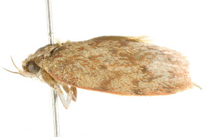  ( - BIOUG00958-H06)  @12 [ ] CreativeCommons - Attribution (2011) CBG Photography Group Centre for Biodiversity Genomics