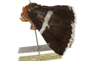  ( - BIOUG37516-B06)  @12 [ ] CreativeCommons - Attribution (2018) CBG Photography Group Centre for Biodiversity Genomics