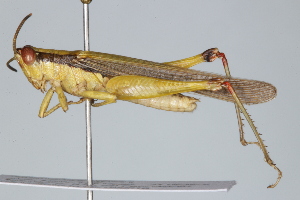  ( - BIOUG37518-F01)  @11 [ ] CreativeCommons - Attribution (2018) CBG Photography Group Centre for Biodiversity Genomics