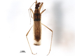 ( - BIOUG37519-G11)  @11 [ ] CreativeCommons - Attribution (2018) CBG Photography Group Centre for Biodiversity Genomics