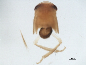  ( - BIOUG37598-H05)  @12 [ ] CreativeCommons - Attribution (2018) CBG Photography Group Centre for Biodiversity Genomics