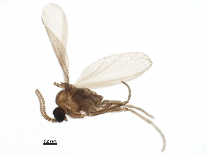  ( - BIOUG37606-A05)  @11 [ ] CreativeCommons - Attribution (2018) CBG Photography Group Centre for Biodiversity Genomics