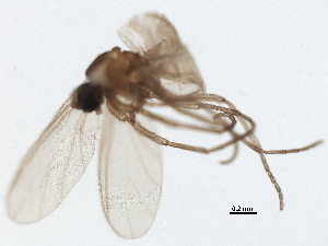  ( - BIOUG37606-F02)  @11 [ ] CreativeCommons - Attribution (2018) CBG Photography Group Centre for Biodiversity Genomics