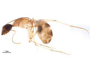  (Camponotus sp. CSIRO.52.1 - BIOUG37616-A04)  @13 [ ] CreativeCommons - Attribution (2018) CBG Photography Group Centre for Biodiversity Genomics