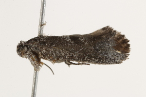  ( - BIOUG37460-A05)  @11 [ ] CreativeCommons - Attribution (2018) CBG Photography Group Centre for Biodiversity Genomics