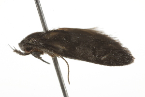  ( - BIOUG37460-C04)  @11 [ ] CreativeCommons - Attribution (2018) CBG Photography Group Centre for Biodiversity Genomics