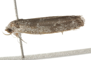  ( - BIOUG37461-E10)  @11 [ ] CreativeCommons - Attribution (2018) CBG Photography Group Centre for Biodiversity Genomics