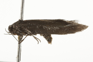  ( - BIOUG37463-C04)  @12 [ ] CreativeCommons - Attribution (2018) CBG Photography Group Centre for Biodiversity Genomics