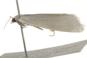  ( - BIOUG37470-F05)  @12 [ ] CreativeCommons - Attribution (2018) CBG Photography Group Centre for Biodiversity Genomics