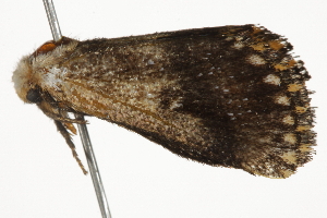  ( - BIOUG37516-G01)  @12 [ ] CreativeCommons - Attribution (2018) CBG Photography Group Centre for Biodiversity Genomics