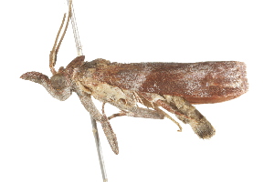  ( - BIOUG37464-E05)  @12 [ ] CreativeCommons - Attribution (2018) CBG Photography Group Centre for Biodiversity Genomics