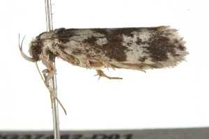  ( - BIOUG37462-D01)  @11 [ ] CreativeCommons - Attribution (2018) CBG Photography Group Centre for Biodiversity Genomics