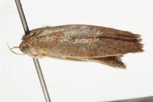  ( - BIOUG37467-B03)  @12 [ ] CreativeCommons - Attribution (2018) CBG Photography Group Centre for Biodiversity Genomics