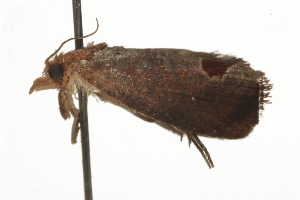  ( - BIOUG37467-B06)  @12 [ ] CreativeCommons - Attribution (2018) CBG Photography Group Centre for Biodiversity Genomics