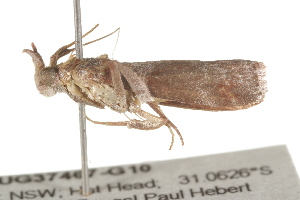  ( - BIOUG37467-G10)  @12 [ ] CreativeCommons - Attribution (2018) CBG Photography Group Centre for Biodiversity Genomics
