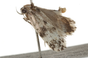  ( - BIOUG37471-E04)  @11 [ ] CreativeCommons - Attribution (2018) CBG Photography Group Centre for Biodiversity Genomics