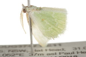  ( - BIOUG37471-E11)  @12 [ ] CreativeCommons - Attribution (2018) CBG Photography Group Centre for Biodiversity Genomics