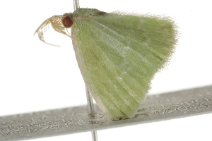  ( - BIOUG37471-F10)  @12 [ ] CreativeCommons - Attribution (2018) CBG Photography Group Centre for Biodiversity Genomics