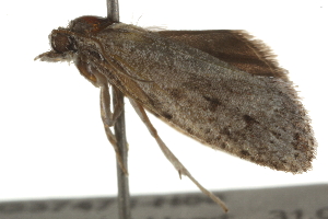  ( - BIOUG37471-H06)  @12 [ ] CreativeCommons - Attribution (2018) CBG Photography Group Centre for Biodiversity Genomics