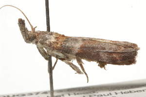  ( - BIOUG37473-F02)  @12 [ ] CreativeCommons - Attribution (2018) CBG Photography Group Centre for Biodiversity Genomics