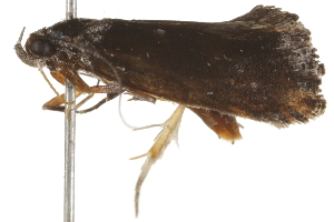  ( - BIOUG37474-D09)  @11 [ ] CreativeCommons - Attribution (2018) CBG Photography Group Centre for Biodiversity Genomics