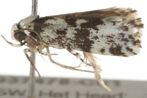  ( - BIOUG37475-C01)  @11 [ ] CreativeCommons - Attribution (2018) CBG Photography Group Centre for Biodiversity Genomics