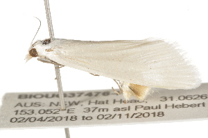 ( - BIOUG37476-H09)  @12 [ ] CreativeCommons - Attribution (2018) CBG Photography Group Centre for Biodiversity Genomics