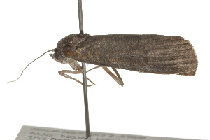  ( - BIOUG37477-H06)  @12 [ ] CreativeCommons - Attribution (2018) CBG Photography Group Centre for Biodiversity Genomics