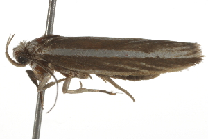  ( - BIOUG37478-A03)  @11 [ ] CreativeCommons - Attribution (2018) CBG Photography Group Centre for Biodiversity Genomics