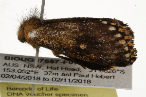  ( - BIOUG37657-F07)  @12 [ ] CreativeCommons - Attribution (2018) CBG Photography Group Centre for Biodiversity Genomics