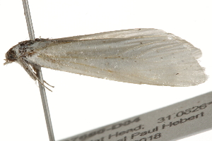  ( - BIOUG37660-D04)  @12 [ ] CreativeCommons - Attribution (2018) CBG Photography Group Centre for Biodiversity Genomics