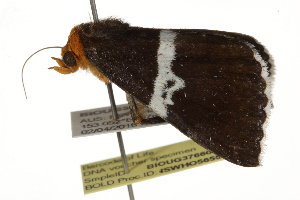  ( - BIOUG37660-F06)  @12 [ ] CreativeCommons - Attribution (2018) CBG Photography Group Centre for Biodiversity Genomics