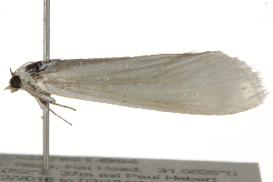  ( - BIOUG37661-G04)  @12 [ ] CreativeCommons - Attribution (2018) CBG Photography Group Centre for Biodiversity Genomics