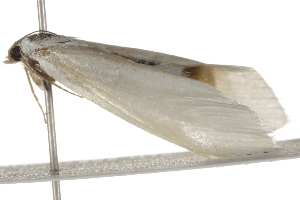  ( - BIOUG37662-B12)  @12 [ ] CreativeCommons - Attribution (2018) CBG Photography Group Centre for Biodiversity Genomics