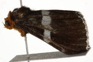  ( - BIOUG37662-E07)  @12 [ ] CreativeCommons - Attribution (2018) CBG Photography Group Centre for Biodiversity Genomics
