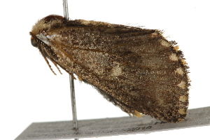  ( - BIOUG37662-G04)  @12 [ ] CreativeCommons - Attribution (2018) CBG Photography Group Centre for Biodiversity Genomics