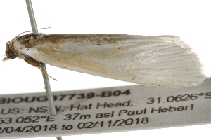  ( - BIOUG37739-B04)  @12 [ ] CreativeCommons - Attribution (2018) CBG Photography Group Centre for Biodiversity Genomics