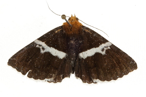  ( - BIOUG37739-C09)  @12 [ ] CreativeCommons - Attribution (2018) CBG Photography Group Centre for Biodiversity Genomics