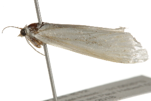  ( - BIOUG37738-E12)  @12 [ ] CreativeCommons - Attribution (2018) CBG Photography Group Centre for Biodiversity Genomics