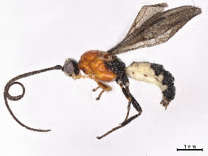  (Trigastrotheca griffini - BIOUG45680-A09)  @11 [ ] CreativeCommons - Attribution (2021) CBG Photography Group Centre for Biodiversity Genomics