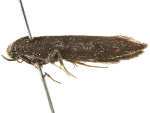  ( - BIOUG45810-D04)  @12 [ ] CreativeCommons - Attribution (2020) CBG Photography Group Centre for Biodiversity Genomics